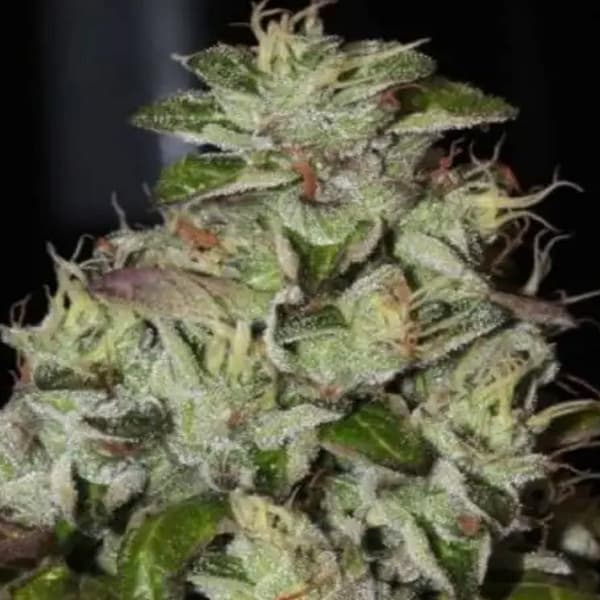 Fire Afghan Cookies Samen > Mamiko Seeds | Feminisierte Hanfsamen  |  Indica